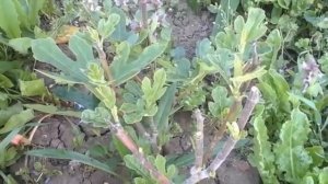 Как увеличить урожай инжира + открытия, которые меняют все!)