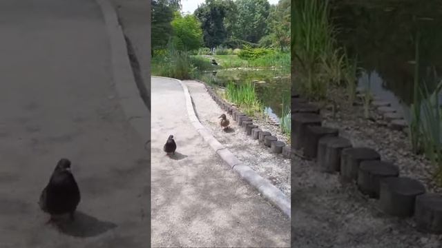 В Ботаническом саду, Краков, Польша. Botanical garden. Poland, Kraków 2023. смотреть онлайн