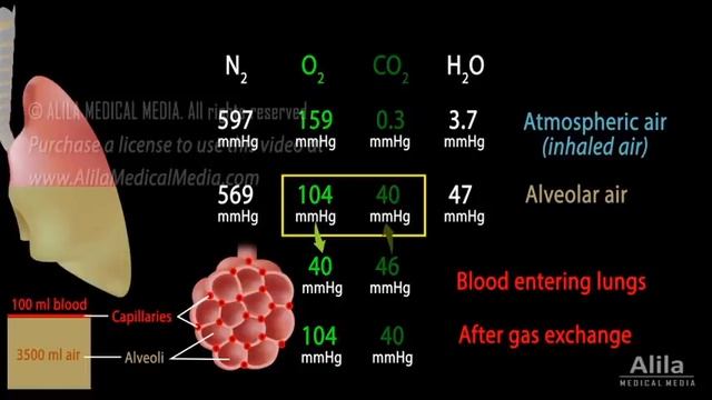 Gas Exchange and Partial Pressures, Animation смотреть онлайн