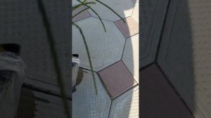 Новые покупки из Wildberries: Туя Випкорд, Ель Изели фастигиата,  туя Зматлик.