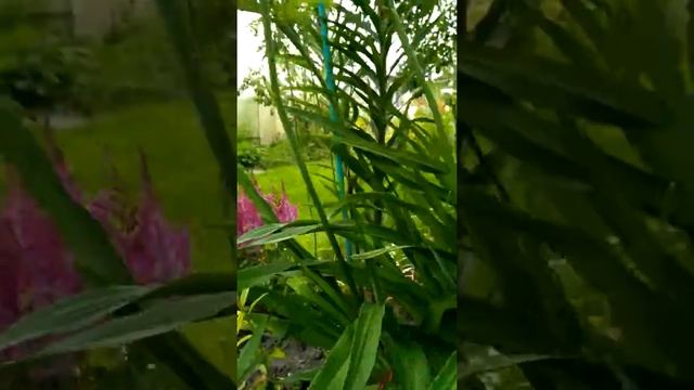 VID 20170807 165330 смотреть онлайн