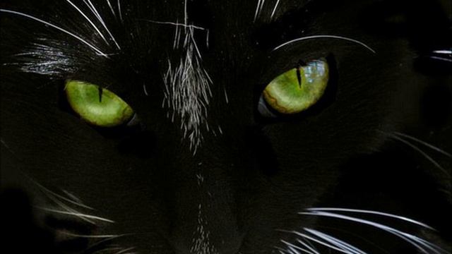 Чёрные коты. смотреть онлайн