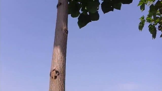 Paulownia Tomentosa- al 3-lea an de crestere смотреть онлайн