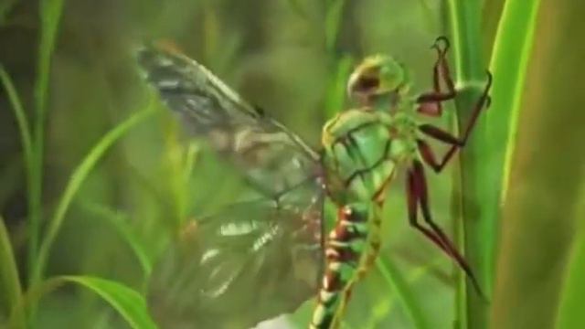 Numeralogiya смотреть онлайн