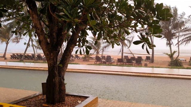 Rain drops pandanus,srilanka.4k video смотреть онлайн