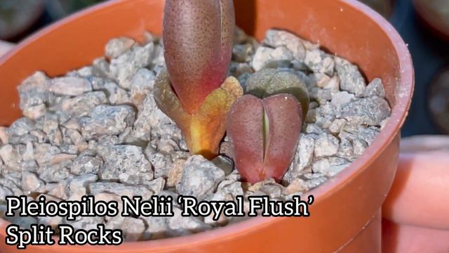 Cactus And Succulent Collection Tour Part 2 | Mesembs | Mimicry Plants| Living Stones | Lithops