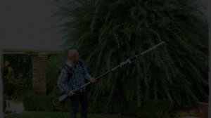 Ива в ландшафтном дизайне радует своей красотой и оригинальностью