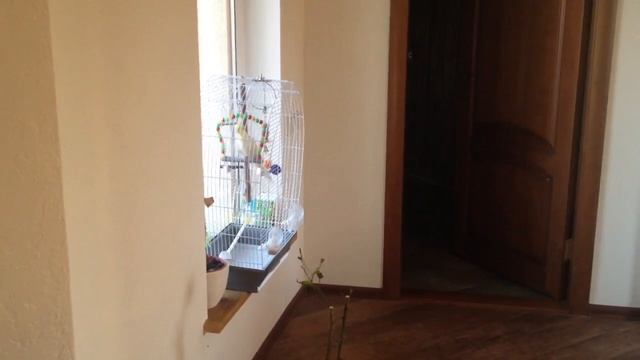 Попугай на качелях смотреть онлайн