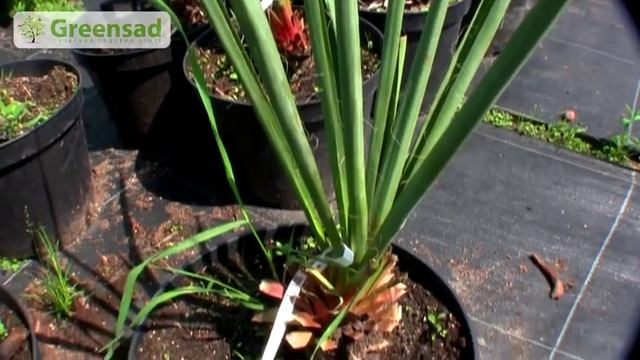 Юкка нитчатая Особенности растения Уход за юккой смотреть онлайн