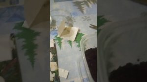 Мирт обыкновенный сажать семенами