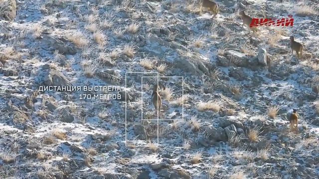 Конийский муфлон. Турция. Путь к трофею смотреть онлайн