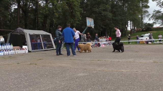 Puppy Junior Class смотреть онлайн