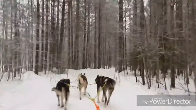 Ездовые собаки. Карелия. Karelia Dogs. смотреть онлайн