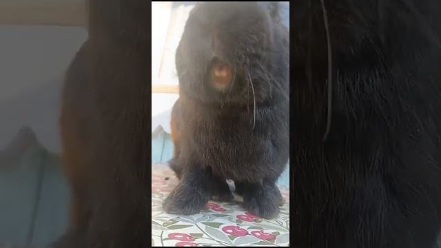 Жди докс жди сват агу агу