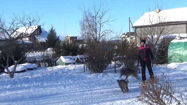 Чем занять собак? смотреть онлайн