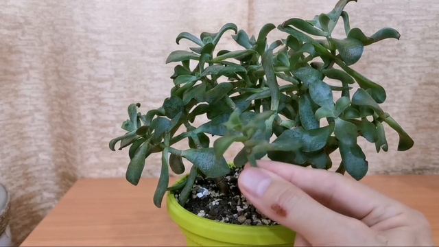 Денежное дерево. Толстянка. Обрезка.