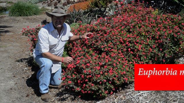 Euphorbia millii hybrid ‘Redi-Red’ смотреть онлайн