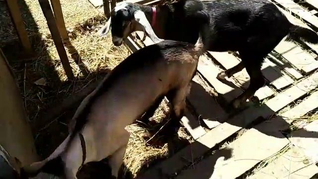 Нубийские процентные козлы на племя. смотреть онлайн