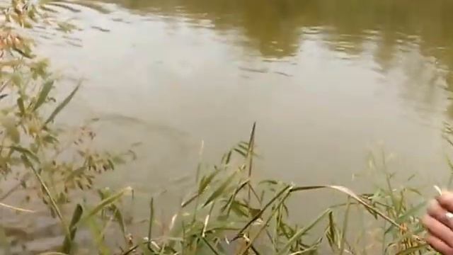 Неудачный рыбак, р. Медведица смотреть онлайн