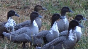 Разведение уток породы голубой фаворит | Птицеводство | Утка голубой фаворит