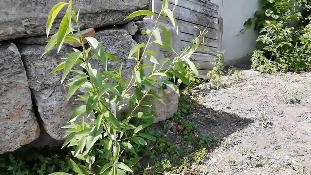 Сладкий миндаль Форос, Антик, Прибрежный смотреть онлайн