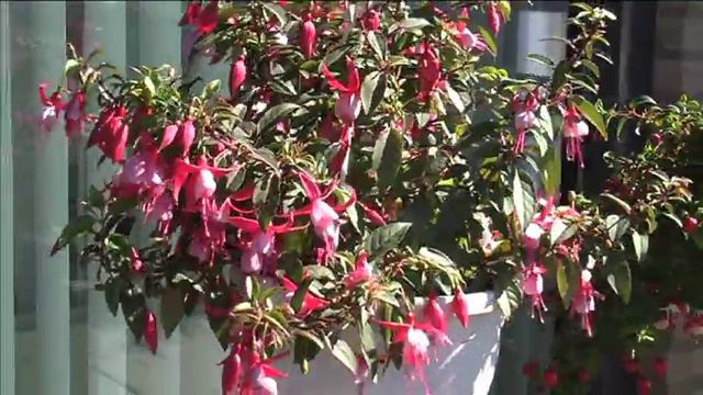 Fuchsia 2012 смотреть онлайн
