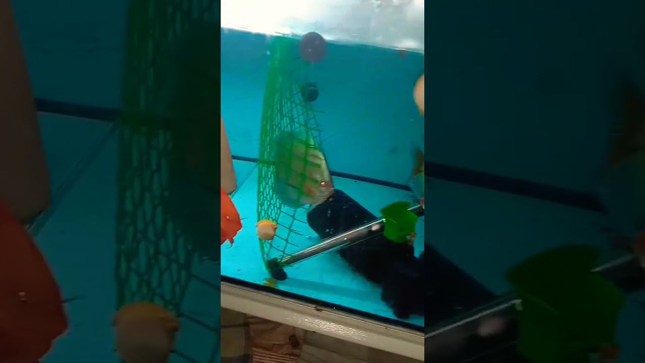 С кем не бывает. Самец сожрал 300 мальков. #discus #дискусы #aquarium #аквариум смотреть онлайн