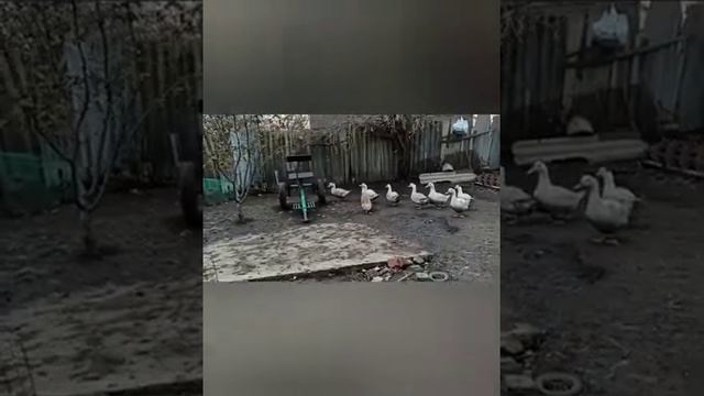 Я вирощую курей породи китайская шовкова, гусей Холмогорів, та свиней породи венгерська мангалиця смотреть онлайн