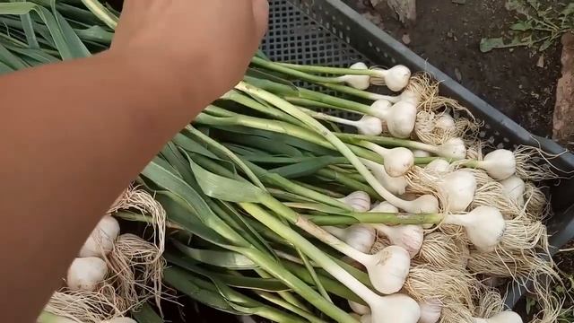 ГЛАВНОЕ РЕЗУЛЬТАТ смотреть онлайн