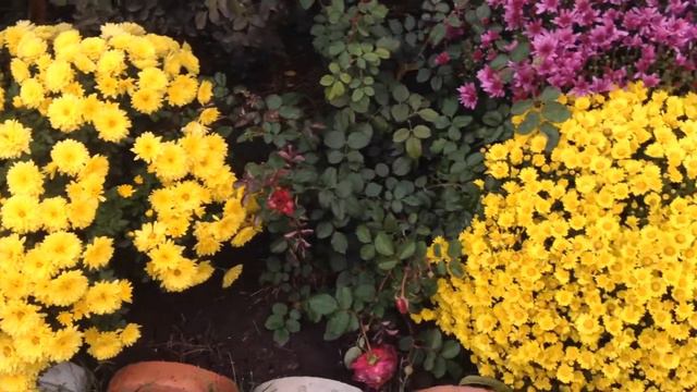 Хризантемы - украшение розария смотреть онлайн