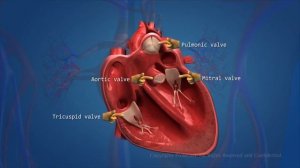 Сердце во всей красе! 3D  анимация работы сердца, со всеми механизмами работы, и кровообращения