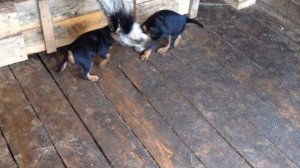 Щенки ягдтерьера (скоро 2 месяца)