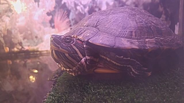 Вода в аквариуме для красноухих черепах | как научиться менять воду у своих красноушек смотреть онлайн