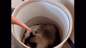 Интерьерная корзина из хлопкового шнура . Техника Зигзаг на швейной машинке . Вопрос - ответ .