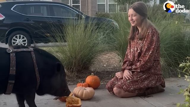 Pig Sneaks Out To Steal His Neighbor's Pumpkins | The Dodo смотреть онлайн