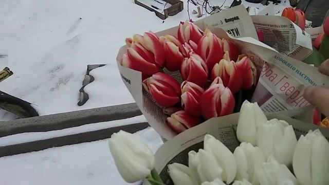 Тюльпаны к 8 марта оптом смотреть онлайн