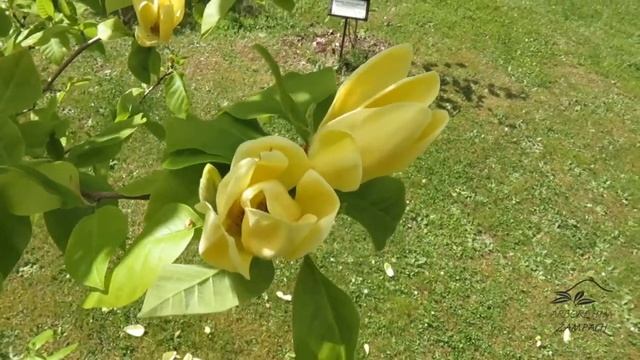 Magnolia × denudata 'Yellow River' šacholan obnažený смотреть онлайн