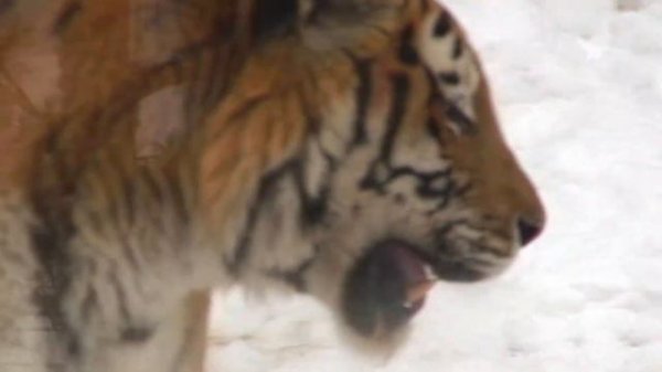 Тигры: брачный день! Tigers: Matting day!