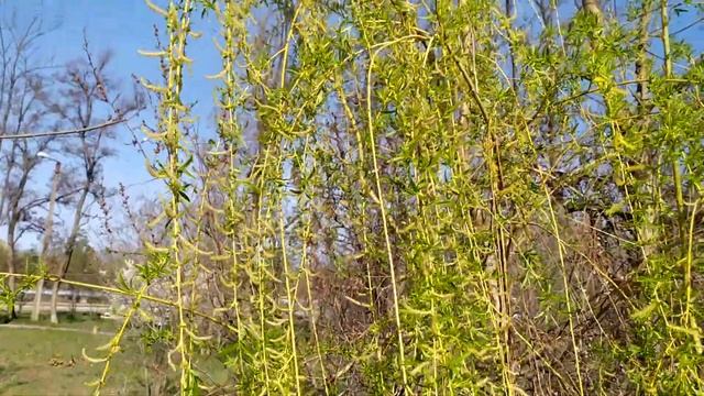 Цветущая ива - символ весны | апрель 2020, Нижнее Поволжье смотреть онлайн