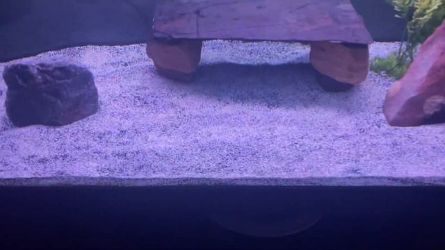Changing substrate in big aquarium done right. And fast смотреть онлайн