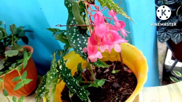 How To Care Polka Dot Begonia Plant || Begonia Maculata@aaradhyagardentips9668