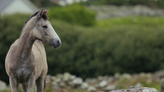 30 Animals - Animal Sounds - Reptiles, Fish, Mammals, Birds