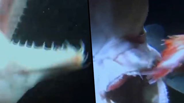 the scariest Creatures that exist in The Mariana Trench! смотреть онлайн