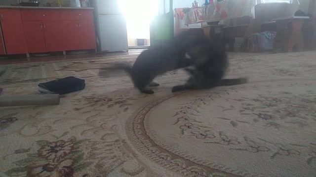 Барсина и Маркиза никак не могут подружиться))) смотреть онлайн