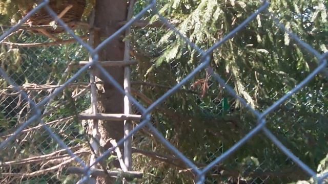 Гнёзда для лисиц на дереве смотреть онлайн