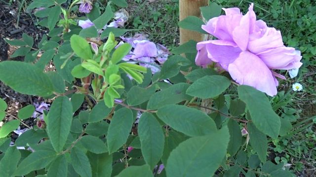 Rosa ´Thérése Bugnet´ смотреть онлайн
