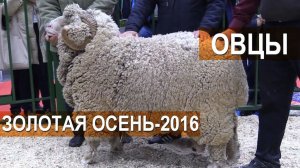 Показ овец пород: куйбышевская, манычский, советский, российский мясной меринос. Золотая Осень-2016