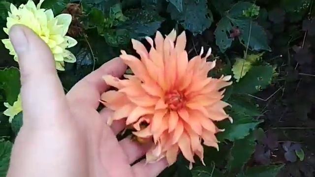 бордюрные георгины (обзор сортов) смотреть онлайн