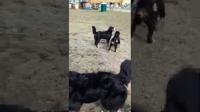 много берняшик смотреть онлайн