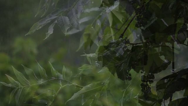 Мягкий шум дождя для отдыха сна и медитации | АТМОСФЕРНЫЕ ЗВУКИ ПРИРОДЫ 99.9% мгновенно засыпают смотреть онлайн
